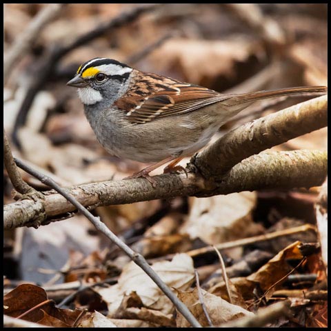 White-throated Sparrow