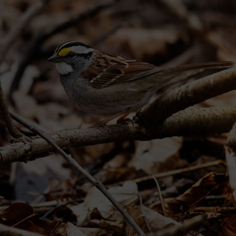 White-throated Sparrow