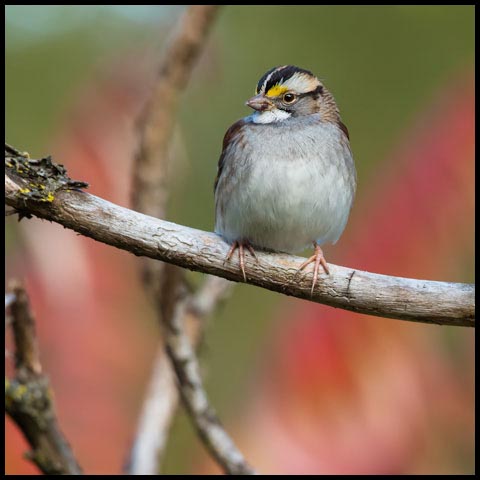 White-throated Sparrow