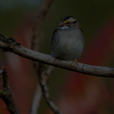 White-throated Sparrow