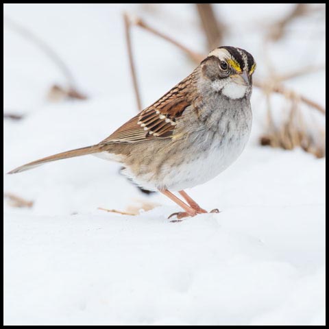 White-throated Sparrow