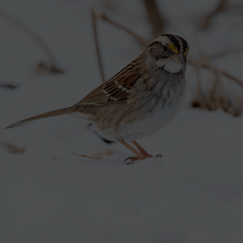 White-throated Sparrow