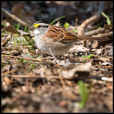 White-throated Sparrow