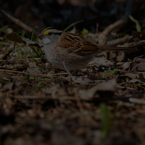White-throated Sparrow