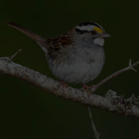 White-throated Sparrow