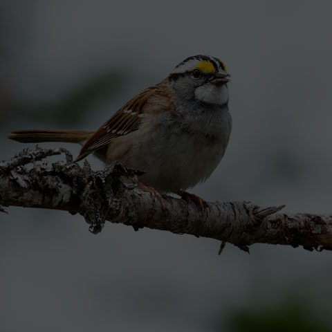 White-throated Sparrow
