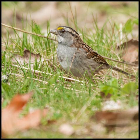 White-throated Sparrow