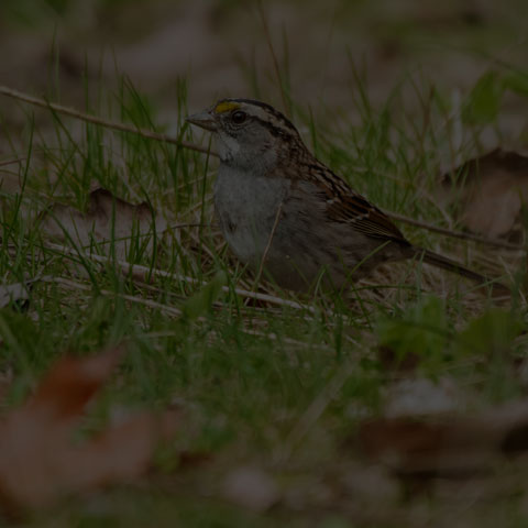 White-throated Sparrow