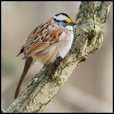 White-throated Sparrow