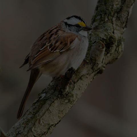 White-throated Sparrow