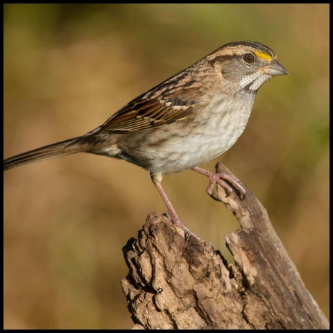White-throated Sparrow