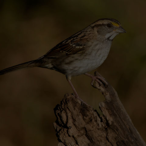 White-throated Sparrow