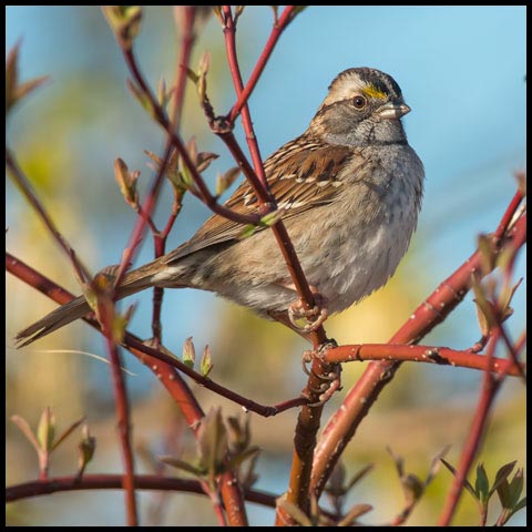 White-throated Sparrow