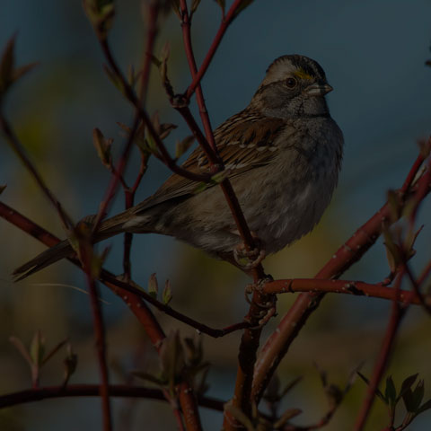 White-throated Sparrow