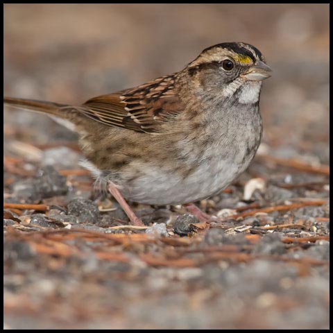 White-throated Sparrow