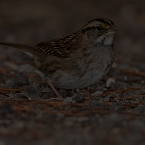 White-throated Sparrow