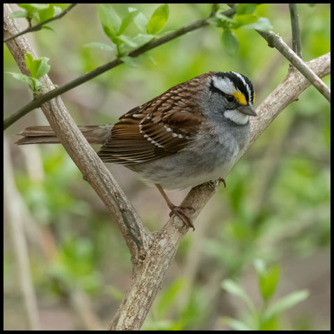 White-throated Sparrow
