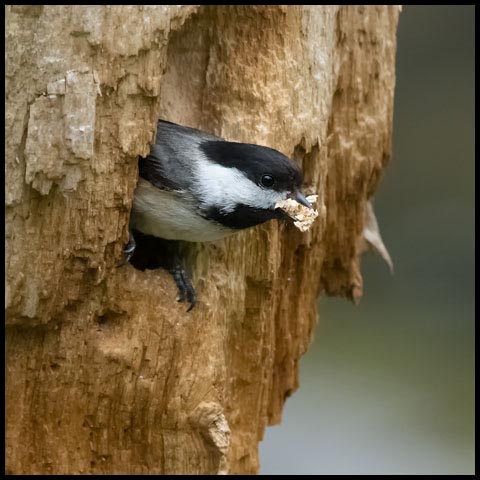 Black-capped Chickadee
