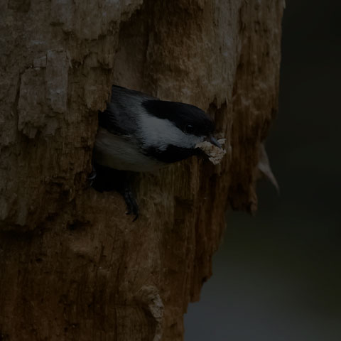 Black-capped Chickadee