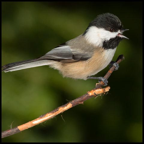 Black-capped Chickadee