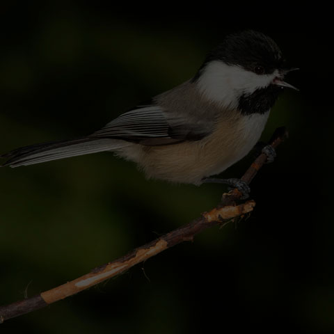 Black-capped Chickadee