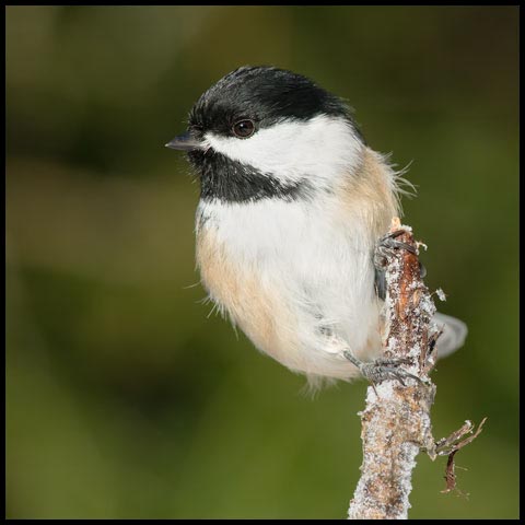 Black-capped Chickadee