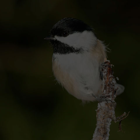 Black-capped Chickadee