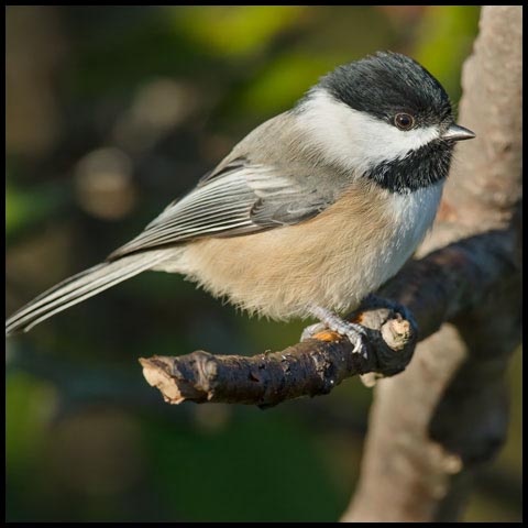 Black-capped Chickadee