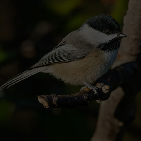Black-capped Chickadee