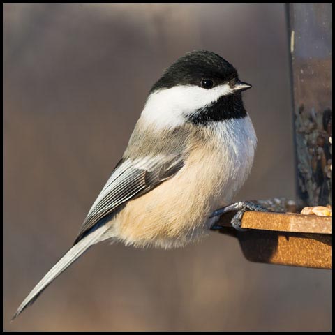 Black-capped Chickadee