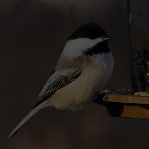 Black-capped Chickadee