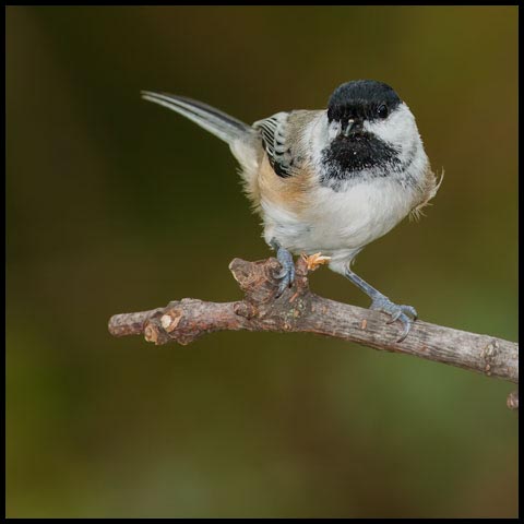 Black-capped Chickadee