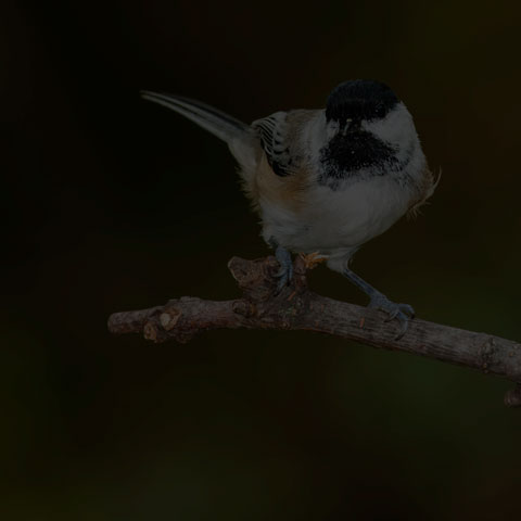 Black-capped Chickadee
