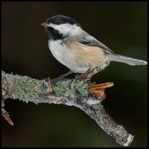 Black-capped Chickadee