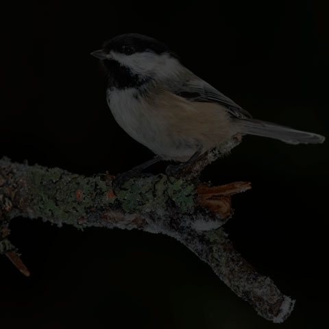Black-capped Chickadee