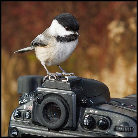 Black-capped Chickadee