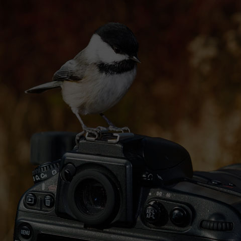 Black-capped Chickadee