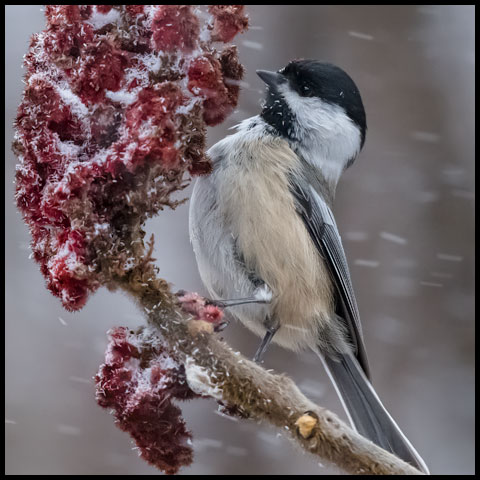 Black-capped Chickadee