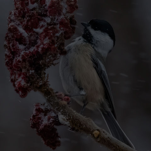 Black-capped Chickadee