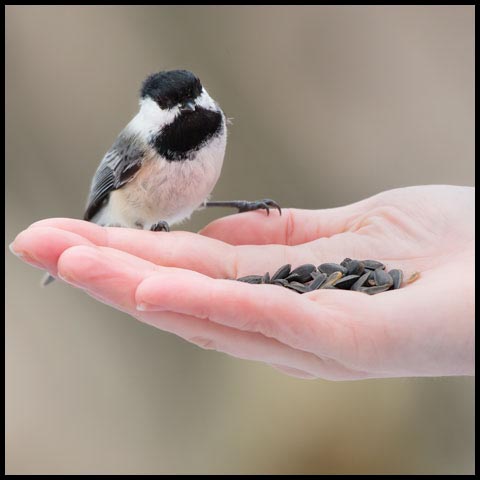 Black-capped Chickadee