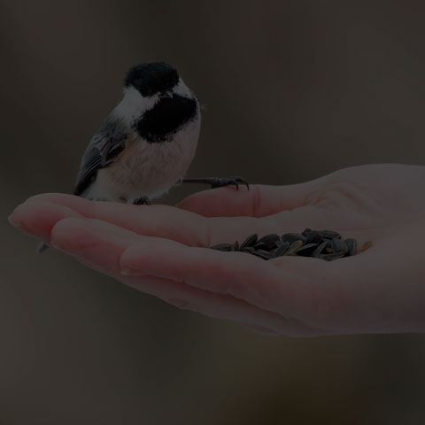 Black-capped Chickadee