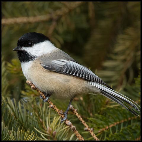 Black-capped Chickadee