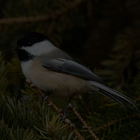 Black-capped Chickadee