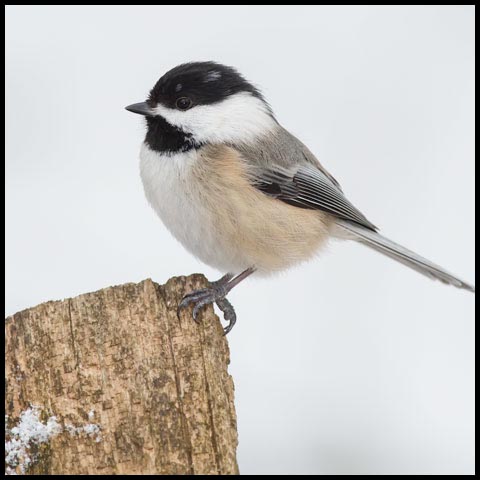 Black-capped Chickadee