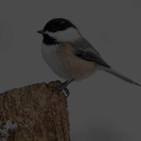 Black-capped Chickadee