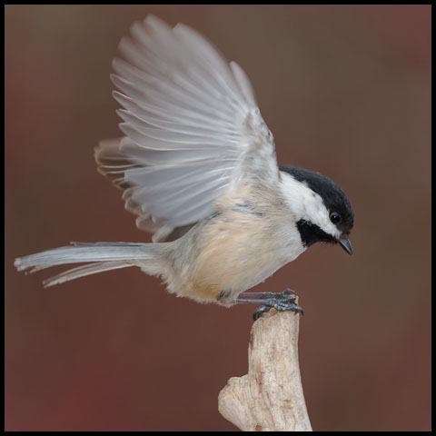Black-capped Chickadee