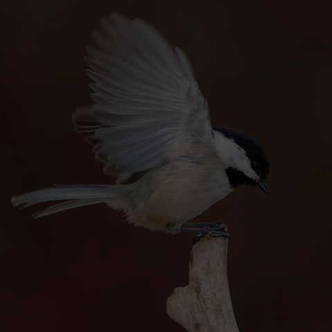 Black-capped Chickadee
