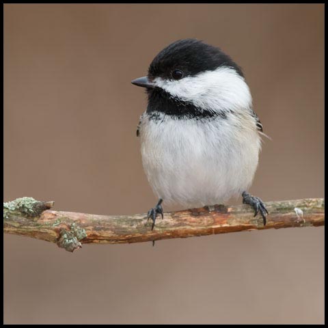 Black-capped Chickadee