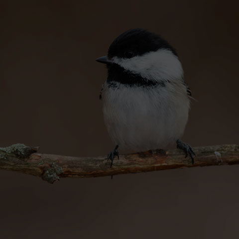 Black-capped Chickadee