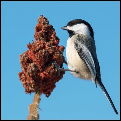 Black-capped Chickadee